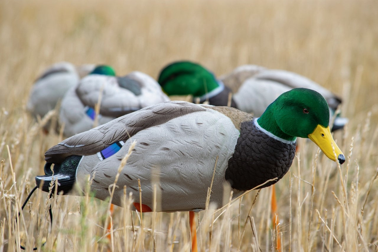 Full body flocked head mallard decoy