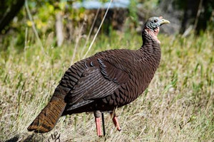 sx flocked hen turkey decoy