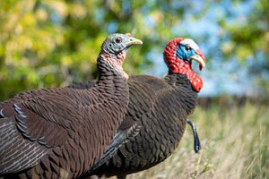 SX Fullbody Turkey Decoys