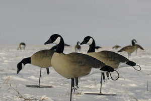 flocked lesser canada goose decoys