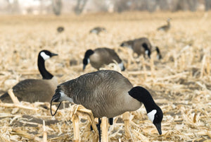 full body flocked canada goose decoys