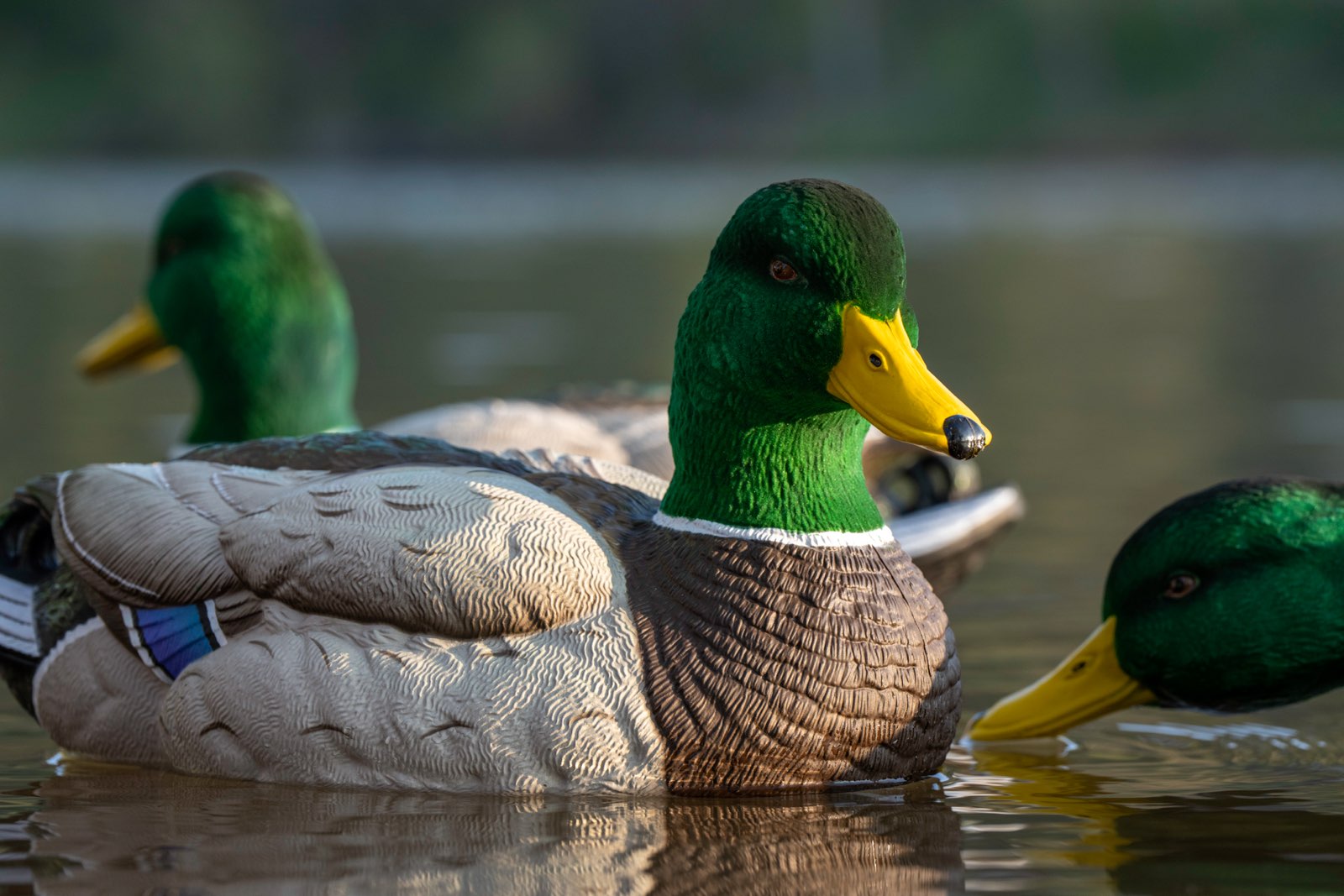 Flocked head floater mallard decoys