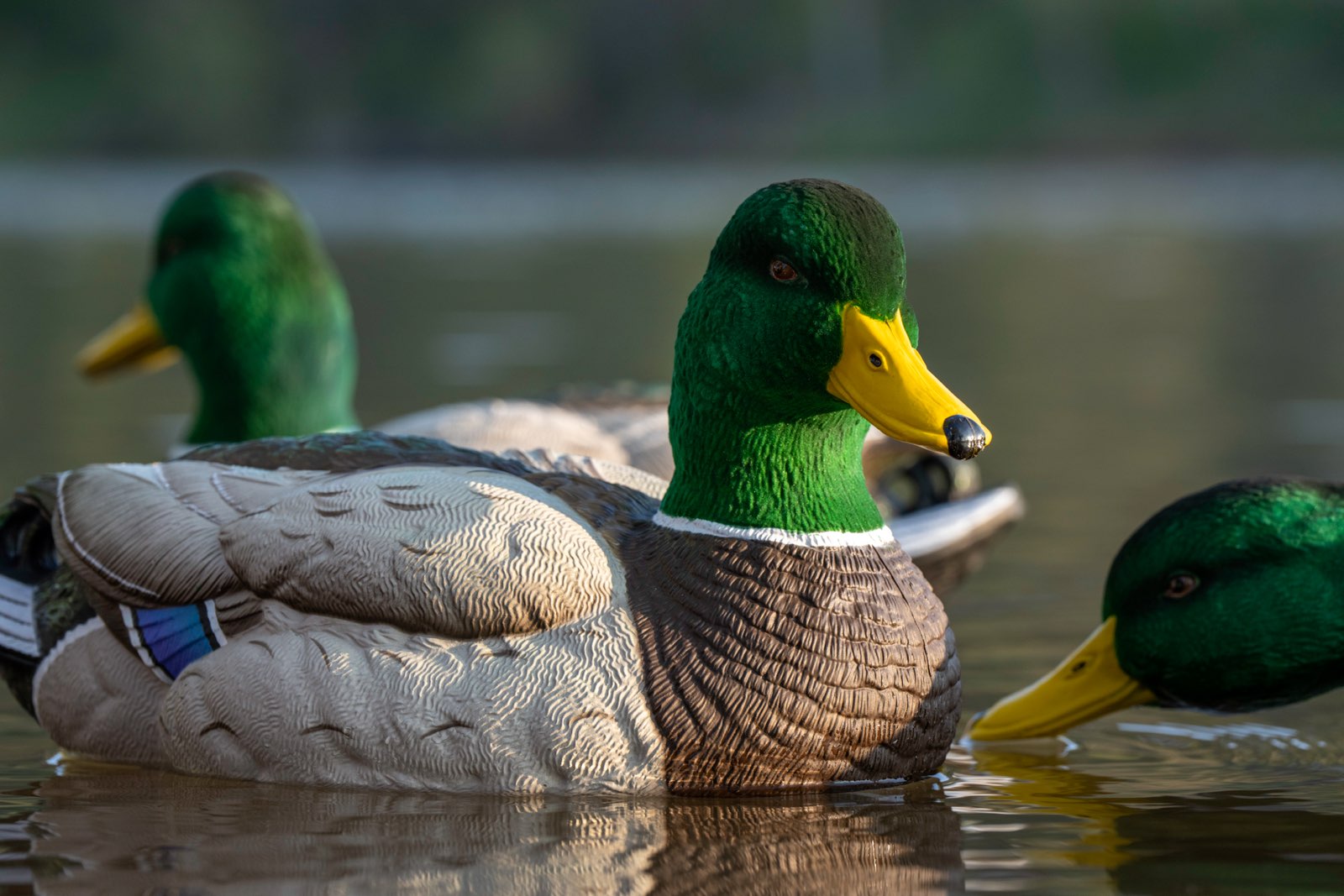 Duck Decoys - SX Decoys