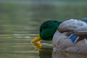 Flocked head floater mallard decoy