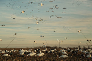 SX Outfitter Snow Goose Windsock Decoys