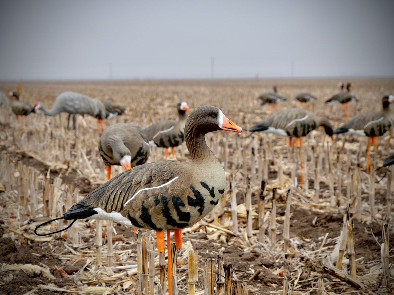 sx  full body speckle belly goose decoys