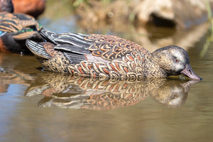 Hen Cinnamon teal decoys