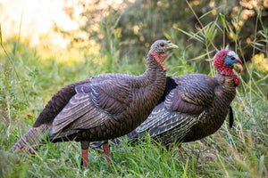 Hen turkey decoy