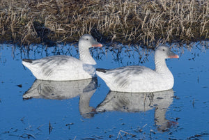 Juvenile snow goose sentry floater decoy
