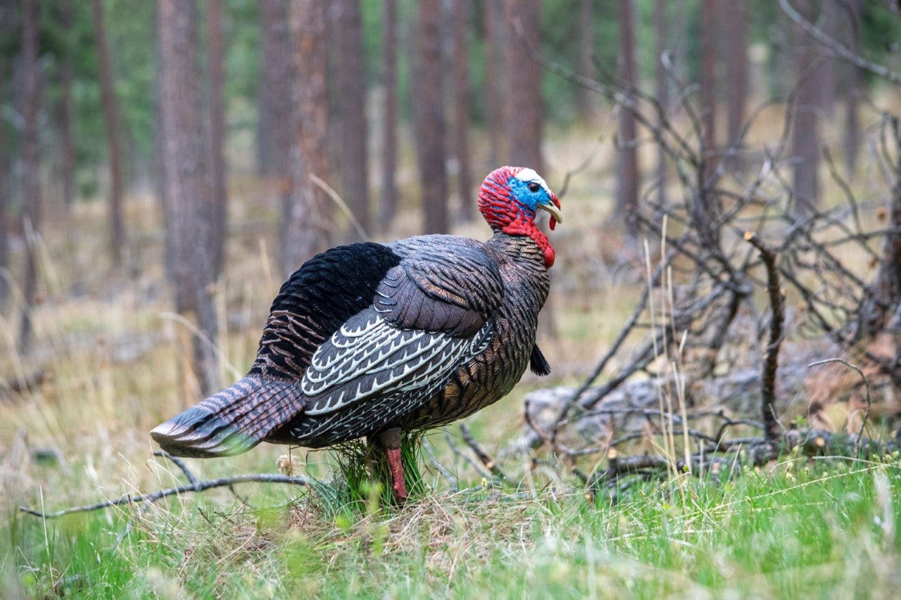 Jake turkey decoy