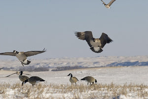 Lesser canada flocked all black decoy