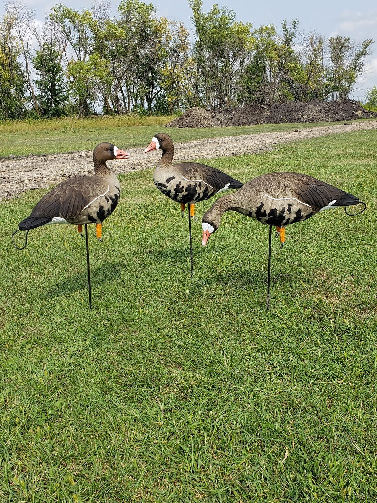 Full body specklebelly goose decoys