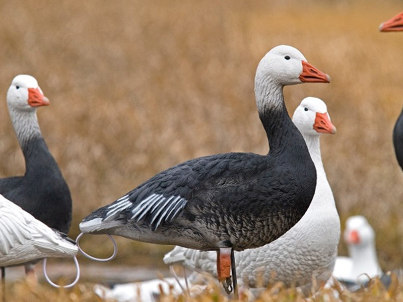 SX Adult Blue goose decoys
