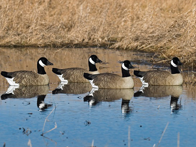 SX Sentry Floater Canada Goose Decoys