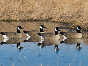 SX Sentry Floater Canada Goose Decoys