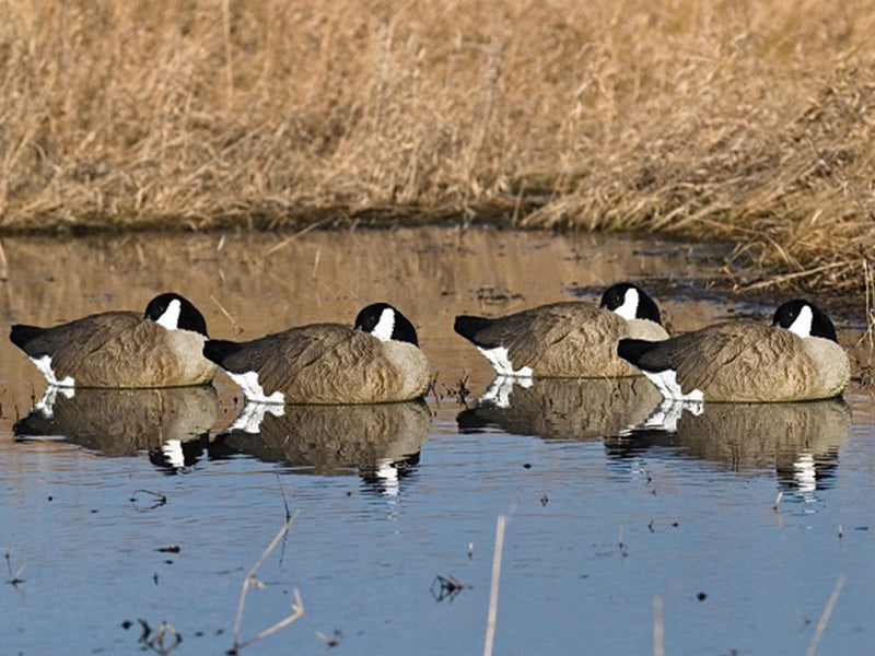 SX Floater Sleeper Canada goose decoy