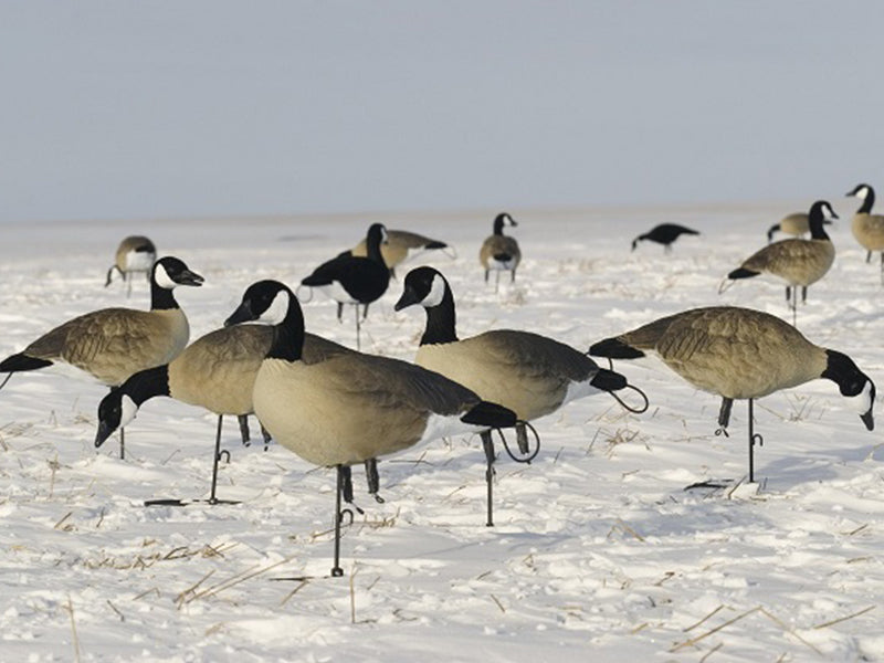 Full Body canada goose lesser decoys