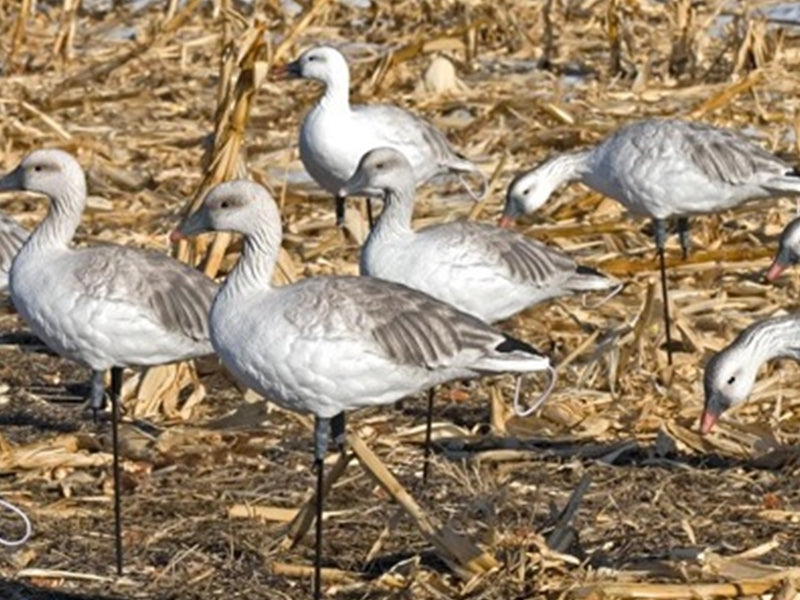 sx full body juvie snow goose decoy