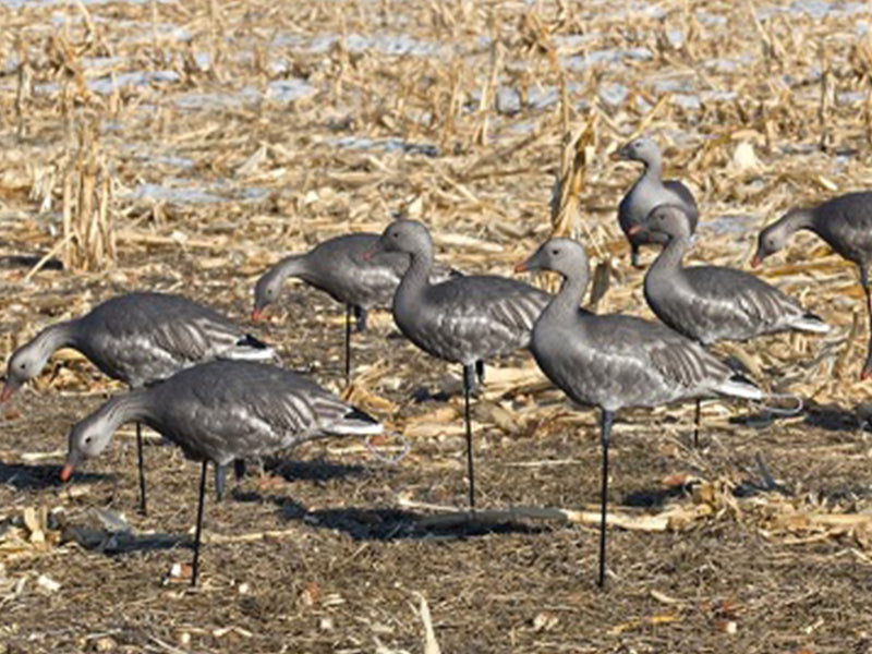 SX Full body juvie Blue goose decoy