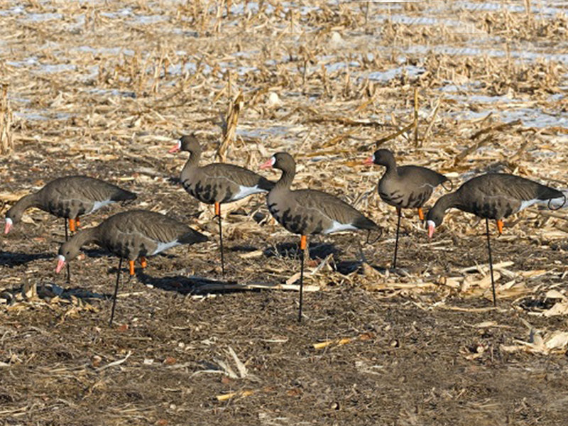 SX Full Body Specklebelly Goose Decoy Flocked - SX Decoys
