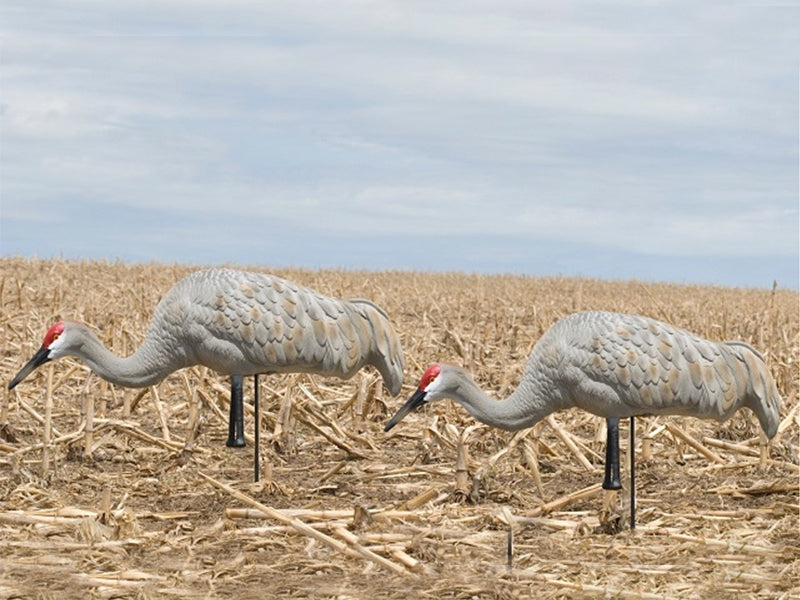 SX Full body feeder Sandhill Crane decoy