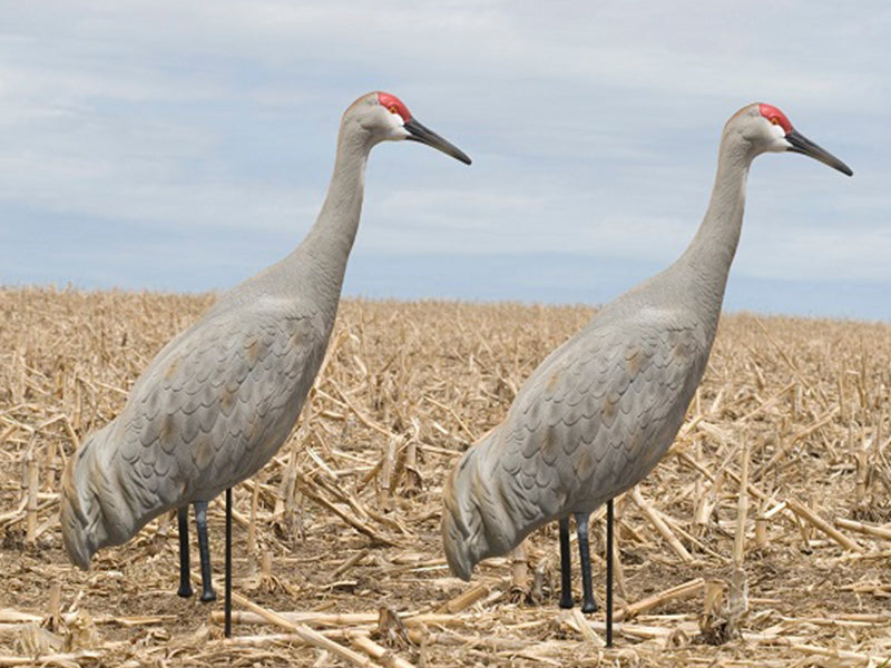 SX Fullbody Feeder Sandhill Crane Decoy