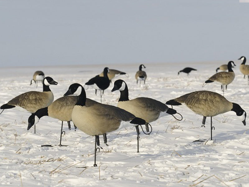 flocked lesser canada goose decoys