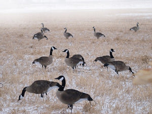 Full body Flocked canada goose decoys