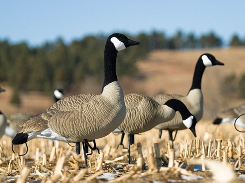 Canada goose decoys