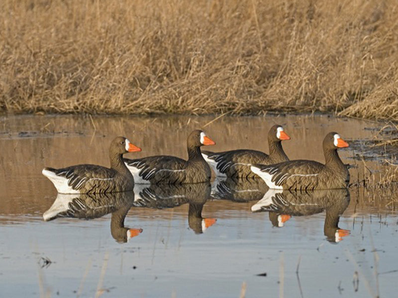 Specklebelly sentry floater decoy