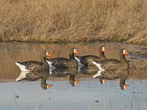 Specklebelly sentry floater decoy