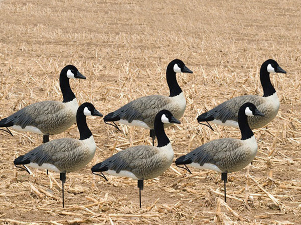 SX Tall Neck Lesser Canada goose Decoys (Painted) - SX Decoys