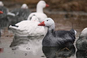 Adult Blue goose floater decoys