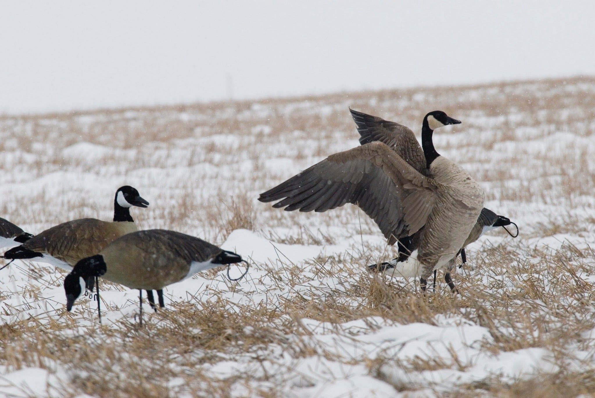 Full Body Canada Goose Decoys - SX Decoys