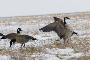 lesser canada goose decoys
