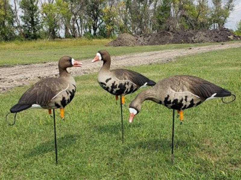 sx  full body speckle belly goose decoys