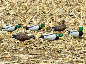 full body mallard duck decoy