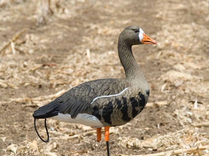 Tall neck full body Specklebelly decoy