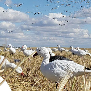 SX fullbody snow goose decoys