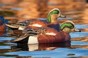 SX Wigeon Duck Decoys