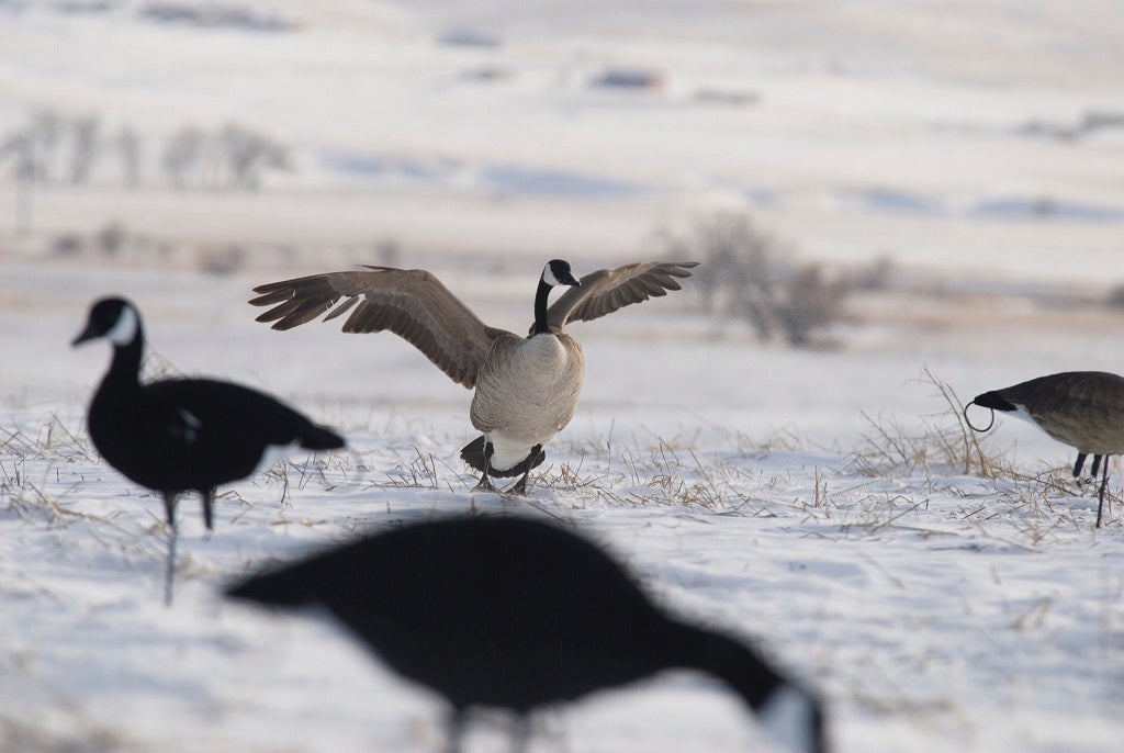 306308 Upright/High - Specklebelly Goose