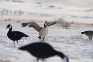 SX Full body all black canada goose decoys