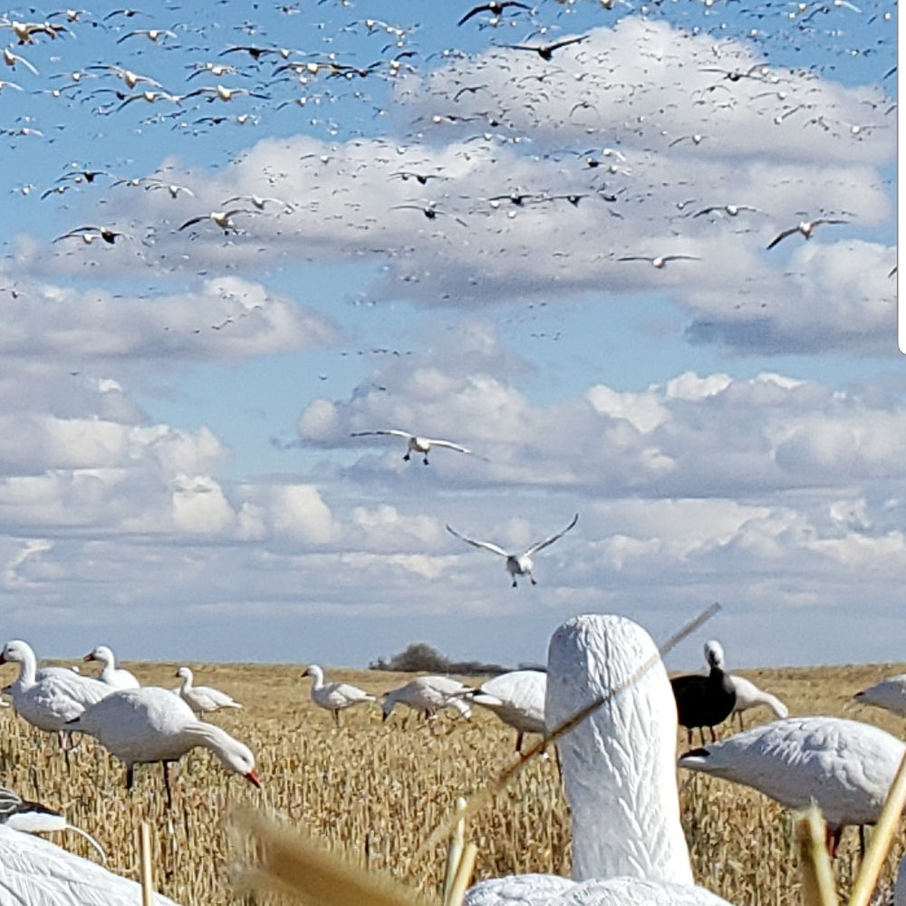 Snow Goose Decoys - SX Decoys