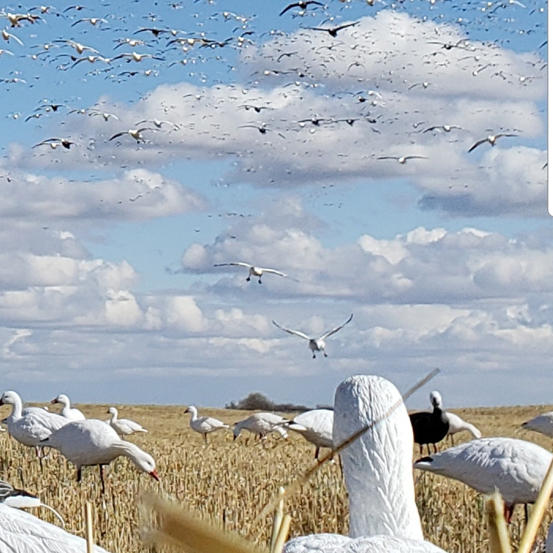 SX Full body Snow goose decoy