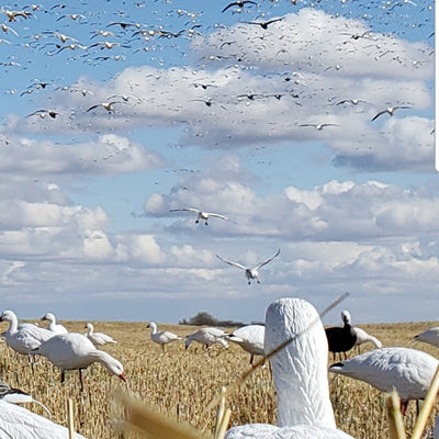SX Snow Goose Full Body Decoys - SX Decoys