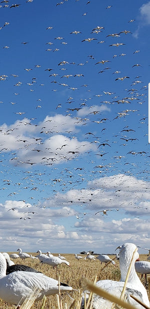 snow goose decoys