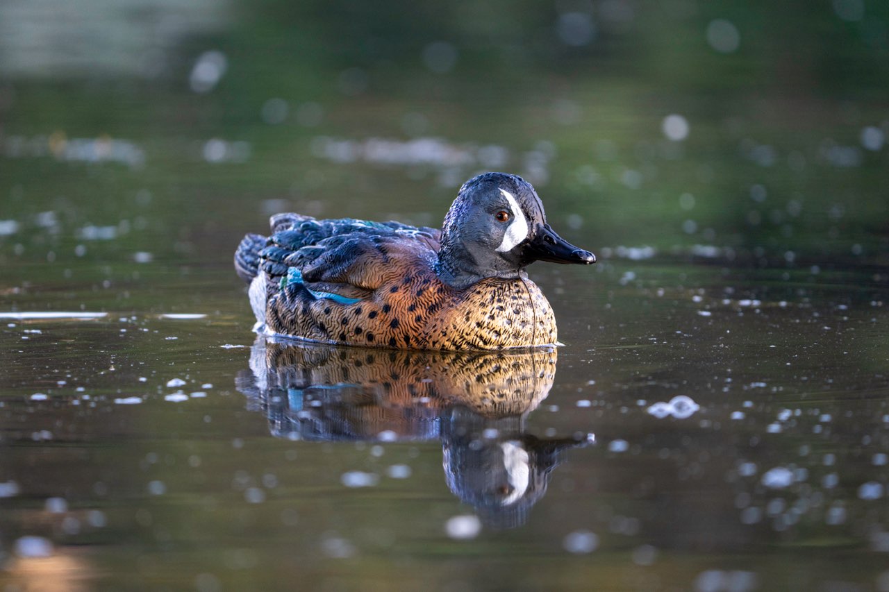 Sentry Blue Winged Teal duck decoys