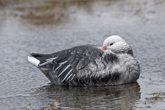 Sleeper floater adult blue goose decoy