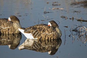 sleeper specklebelly goose decoys