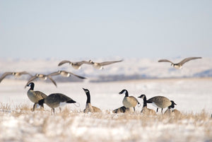 canada goose flocked decoys